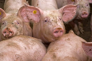 Pigs at stable. Pigbreeding. Farming Netherlands