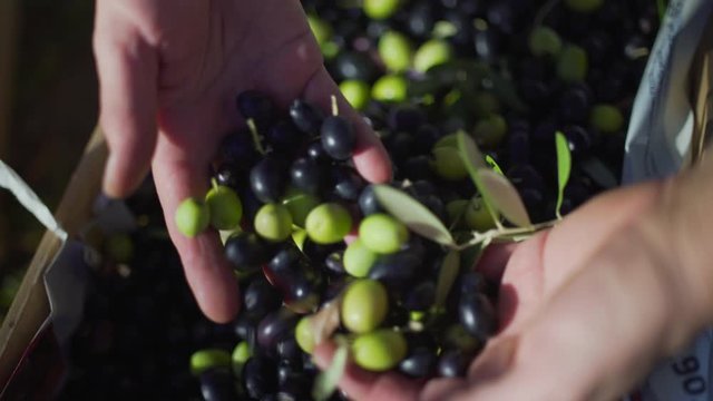 Amazing close up macro shot of expert of quality hands checking mediterranean olives to produce a perfect tasty special extra virgin olive oil. 