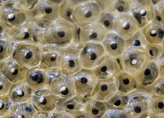 background with texture of many transparent and slimy caviar with tadpoles deposited by frogs in nature in the spring in a forest pond