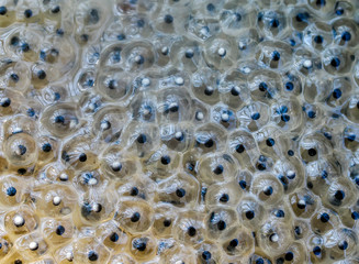 texture many transparent and slimy caviar deferred tadpoles toads and frogs in spring nature in the...