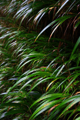A hedge of the Japanese endemic reed"Hakonechloa macra"