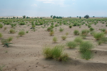 Green Grass in Thar Desert, Rajasthan, India