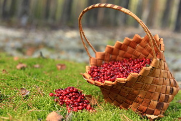 The basket of berries leaned on its side and the berries woke up on the grass. Harvesting...