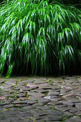 Rainy landscape of a Japanese garden with stone pavement and Gramineous lush grasses