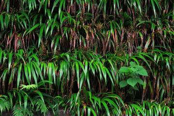 A hedge of the Japanese endemic reed"Hakonechloa macra"