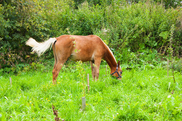 Fototapeta premium young horse grazes on green grass, selective focus