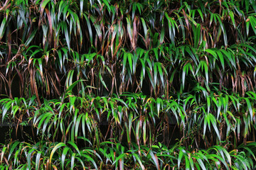 A hedge of the Japanese endemic reed"Hakonechloa macra"