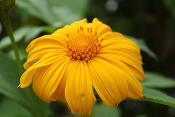 yellow flower in the garden