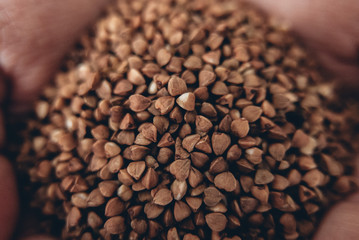 buckwheat beans in the hands of farmer