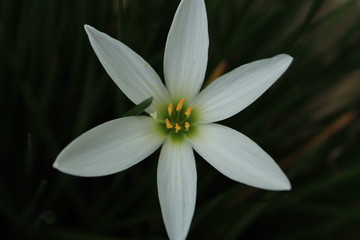 Fototapeta na wymiar flower isolated on white background