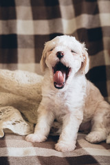 Domestic Chinese Crested Powderpuff dog sitting and yawns