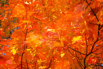 Orange Oak foliage. Leaves in nature, autumn. Sunny day, warm weather. Sunshine.