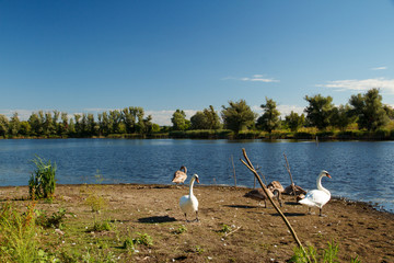 Swans on the shore of a park pond.