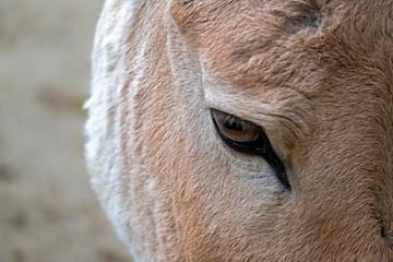 close up of the of a donkey