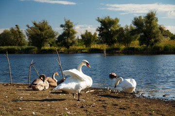 Swans on the shore of a park pond.