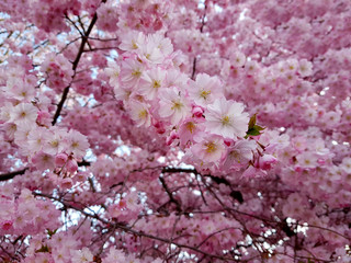 Fototapeta premium Spring flowers of sakura. Cherry blossoms in spring. Nature backgropund. 