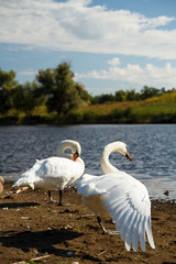 Swans on the shore of a park pond.