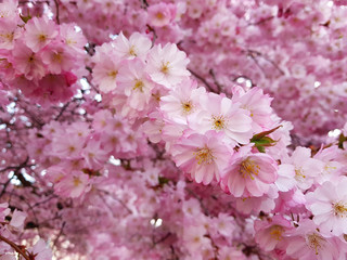 Spring flowers of sakura. Cherry blossoms in spring. Nature backgropund. 