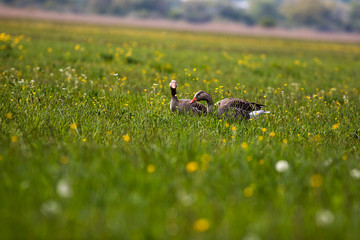 two grayleg geese looking for food on a meadow with yellow buttercups in Bavaria