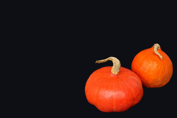 two beautiful pumpkin orange isolated on dark background, halloween holiday concept, close-up, copy space