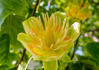 Blühender Tulpenbaum (Liriodendron tulipifera)