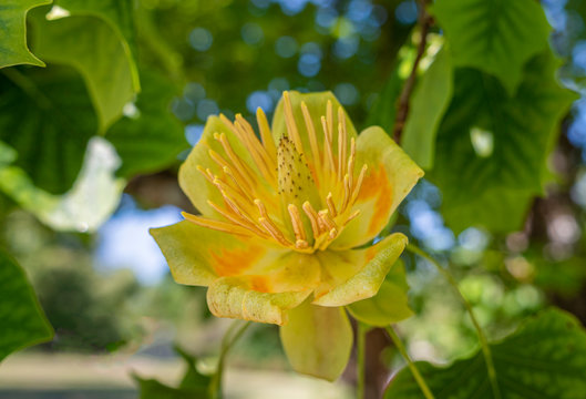 Bl&uuml;hender Tulpenbaum (Liriodendron tulipifera)