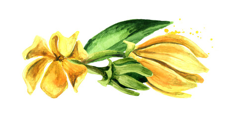 Ylang-Ylang yellow flowers Cananga odroata. Watercolor hand drawn illustration isolated on white background