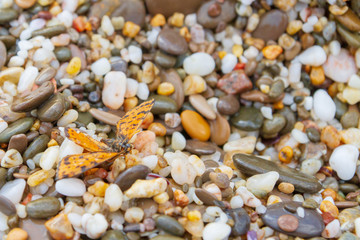 Insect sitting on the beach pebbles near the sea