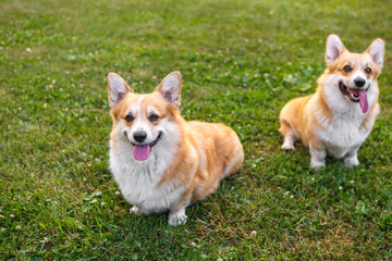Two dogs Welsh Corgi on the green lawn