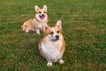 Two dogs Welsh Corgi on the green lawn