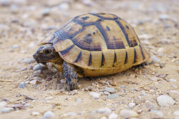 Turtle crawling on the pebbles