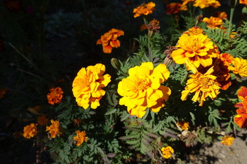 Honey yellow flower heads of Tagetes patula