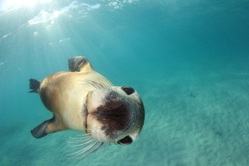 Australian Sea Lion - Powered by Adobe