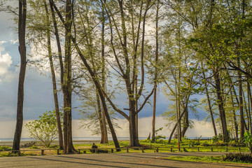 Sea pine forest in southern Thailand