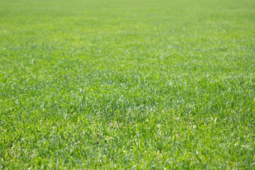 green glass field