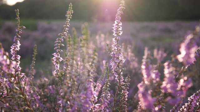 Purple blooming heather Aerial in Dutch Landscape close up