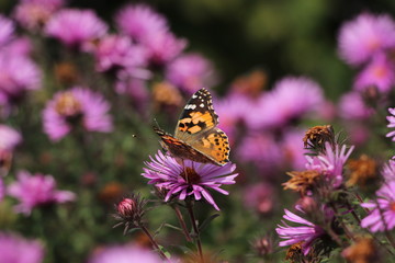 butterfly on flower
