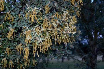 Holm oak flower at sunset.