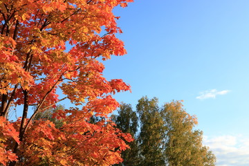 Bright autumn background with yellow, red, orange maple leaves and blue sky.
