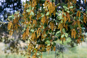 Holm oak flower at sunset.