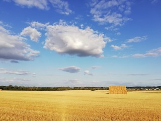 Fototapeta premium gold field and wonderful blue sky
