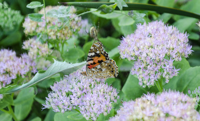 Beautiful butterfly close-up on lilac flowers