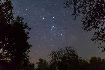 Orion constellation on the night starry sky between dark tree silhouette, outdoor night forest landscape