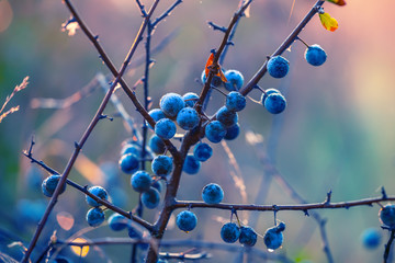 closeup blackthorn bush in a morning mist and water drop, beautiful autumn nature background