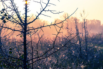 closeup blackthorn bush in a morning mist and water drop, beautiful autumn nature background