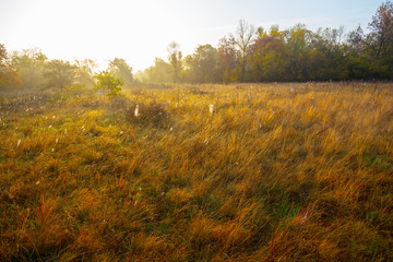 quiet pale autumn prairie at the early morning, sunrise among a fields