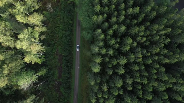 A small white car driving slowly on a gravel forest road. Aerial view following the car at high altitude.