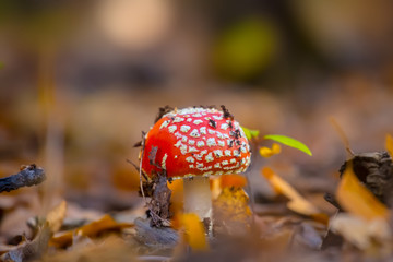 closeup red flyagaric mushroom among red dry leaves in a forest