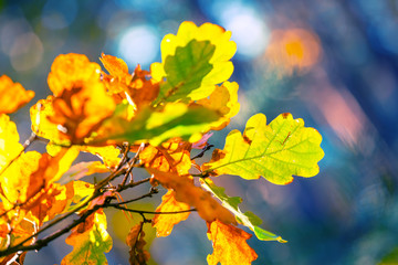 closeup red autumn oak tree branch in the forest, autumn natural background