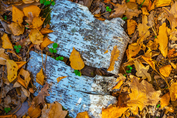 closeup birch tree bark lie among red dry autumn leaves, autumn natural background